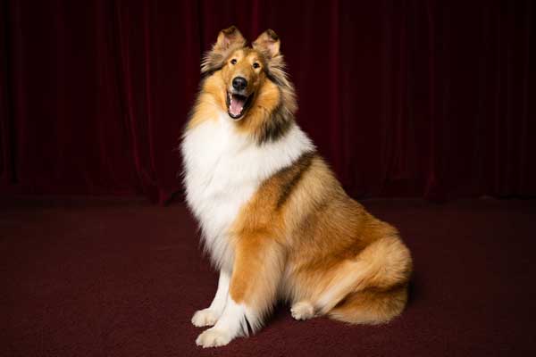 Reveille sitting in front of curtain
