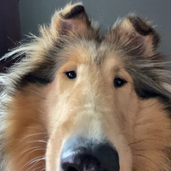 Close up photo of Reveille taking a selfie