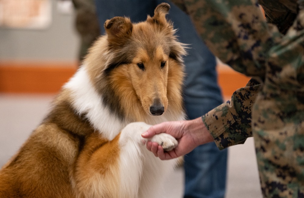 Reveille shaking hands with someone in uniform
